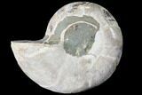 Thick Ammonite (Anapuzosia) Fossil Half #88038-1
